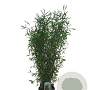 Fargesia 'Winter Joy' 125-150 cm 10L