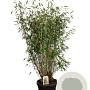 Fargesia 'Winter Joy' 150-175 cm 30L
