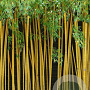 Phyllostachys aurea 'Holochrysa' 90-110 10L