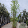 Phyllostachys aurea 250-300 cm 30L