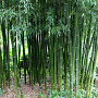 Phyllostachys iridescens 150 cm 10L