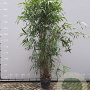 Pseudosasa japonica 250-300 cm 35L