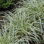 Carex 'Feather Falls' GM P9