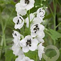 Delphinium (P) 'Galahad' GM  P11