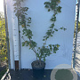 Acer campestre 100-125 cm 7,5L solitair
