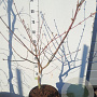 Acer japonicum 'Aconitifolium' 80-100 cm 15L