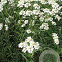 Achillea ptarmica GM P9