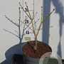 Acer shirasawanum 'Aureum' 20-25 cm 5,0L