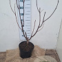 Catalpa erubescens 'Purpurea' 80-100 cm 7,5L