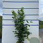 Corylus avellana 100-125 cm 7,5L solitair