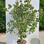 Cornus kousa chinensis 175-200 cm 20L solitair