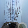 Cornus sanguinea 125-150 cm 20L najaarspotting