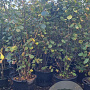Corylus 'Webb's Prize Cob' 200-250 cm cont. 80L solitair