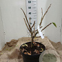 Euonymus phellomanus 50-60 cm 15L najaarspotting