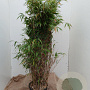 Fargesia 'Obelisk' 125-150 cm 12L