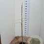 Ginkgo biloba 120-140 cm 5,0L