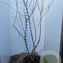 Heptacodium miconioides 150-175 cm 45L solitair