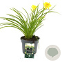Hemerocallis 'Stella de Oro' GM  P11