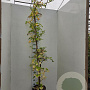 Hydrangea anomala petiolaris 200-225 cm 15L