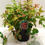 Nandina d. 'Firepower' 25-30 cm 3,0L