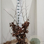Parrotia persica 'Bella' 125-150 cm 20L najaarspotting