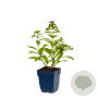Phlox (P) Sweet Summer Fragrance GM  P11
