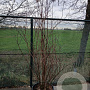 Philadelphus 'Virginal' 200-225 cm cont. 55L solitair