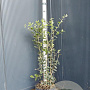 Quercus ilex 60-80 cm 7,5L