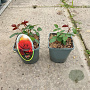 Rosa (F) Adventure 10-15 cm C1.5