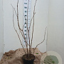 Sambucus nigra 100-125 cm 7,5L solitair