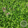 Silene dioica GM P9