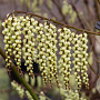 Stachyurus praecox 175-200 cm 50L solitair