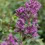 Syringa Dark Purple 50-60 cm 15L najaarspotting