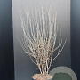 Syringa Dark Purple 60-80 cm 7,5L