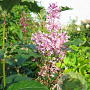 Syringa (V) 'Minuet' 50-60 cm 15L najaarspotting