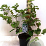 Viburnum plic. 'Shasta' 160-180 cm 45L najaarspotting