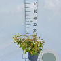 Viburnum plic. 'Watanabe' 30-40 cm 3,0L