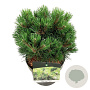 Pinus nigra 'Nana' 25-30 cm