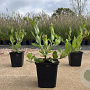 Aster ageratoides 'Asran' GM P9