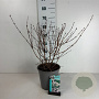 Deutzia hybrida 'Mont Rose' 50-60 cm 6,5L