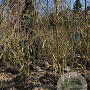 Koelreuteria paniculata 250-300 cm container meerstammig opgekroond