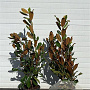 Magnolia grandiflora 80-120 cm 12L