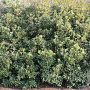 Osmanthus fortunei 225-250 cm cont. 290L meerstammig solitair