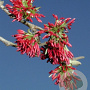 Parrotia persica 250-300 cm cont. 160L meerstammig