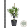 Pinus wallichiana 50-60 cm 3,0L