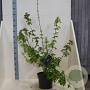 Acer campestre 80-100 cm 10L