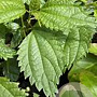 Boehmeria sieboldiana GM P9
