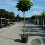 Catalpa bignonioides 'Nana' 10-12 cm 35L 200 cm stam