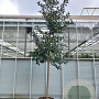 Ilex koehneana 'Chestnut Leaf' 20-25 cm cont. 90L