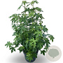 Liquidambar styraciflua 175-200 cm 35L